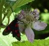 Zygaena viciae